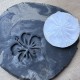 Hibiscus Pottery Stamp